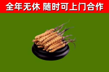 彭阳县烟酒回收冬虫夏草.jpg